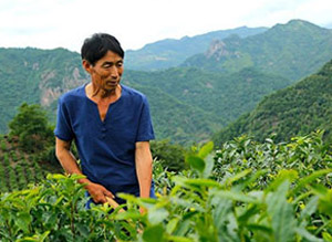 高山茶地