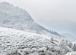 高山茶地